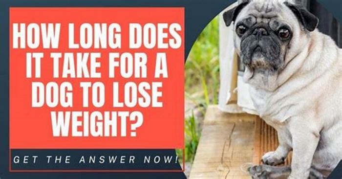 How long does it take a dog to lose 1kg