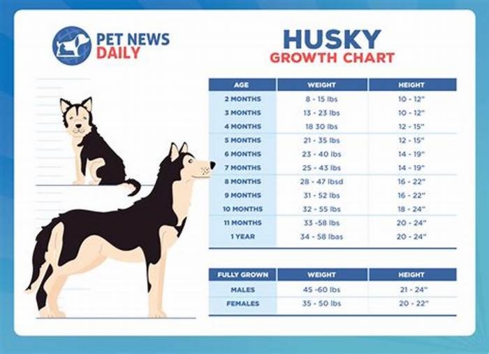 How long does it take for a husky to lose weight?