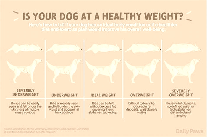 How long does it take for dog to regain weight