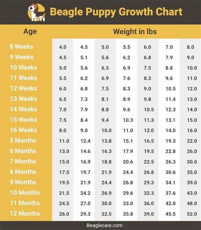 How many kg should a Beagle weight