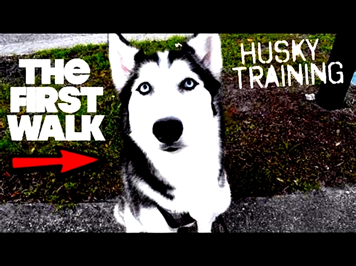 How many kilometers should you walk a Husky