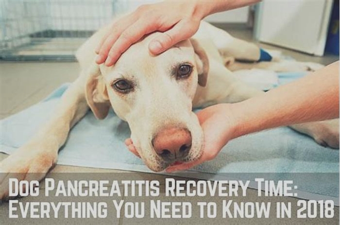 How many times a day should a dog with pancreatitis eat?