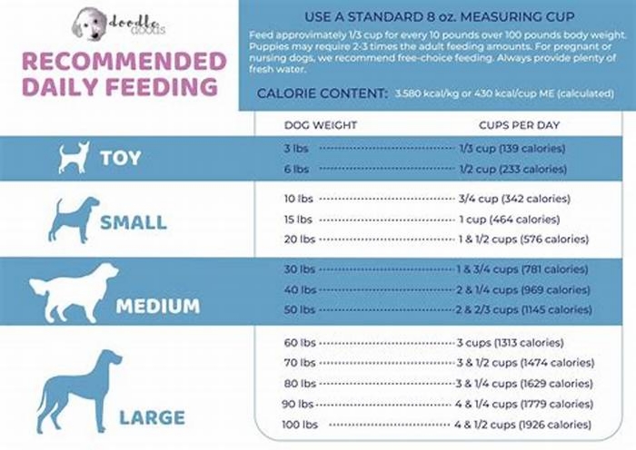 How many times a day should you feed a husky?