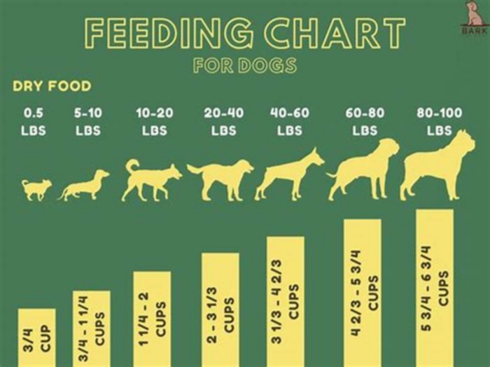 How many times a day should you feed an overweight dog