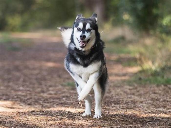 How many times a week should I walk my Husky?