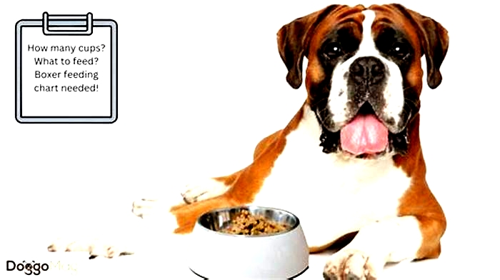 How many times do Boxers eat a day?