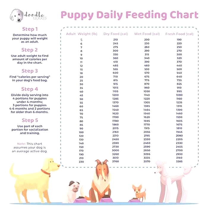 How many times should I feed my overweight dog?