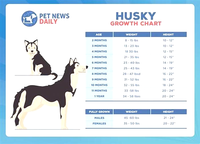 How much do huskies weigh in kg