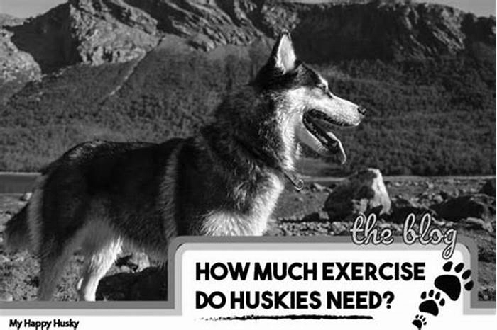 How much exercise does a husky need