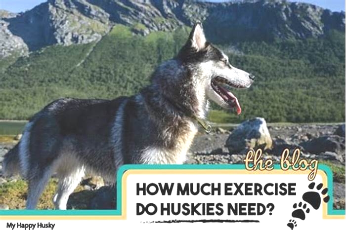 How much exercise is too much for a Husky