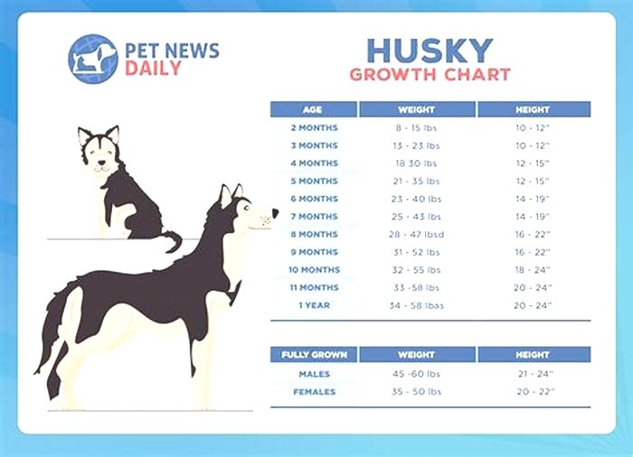 How much fat does a husky need?