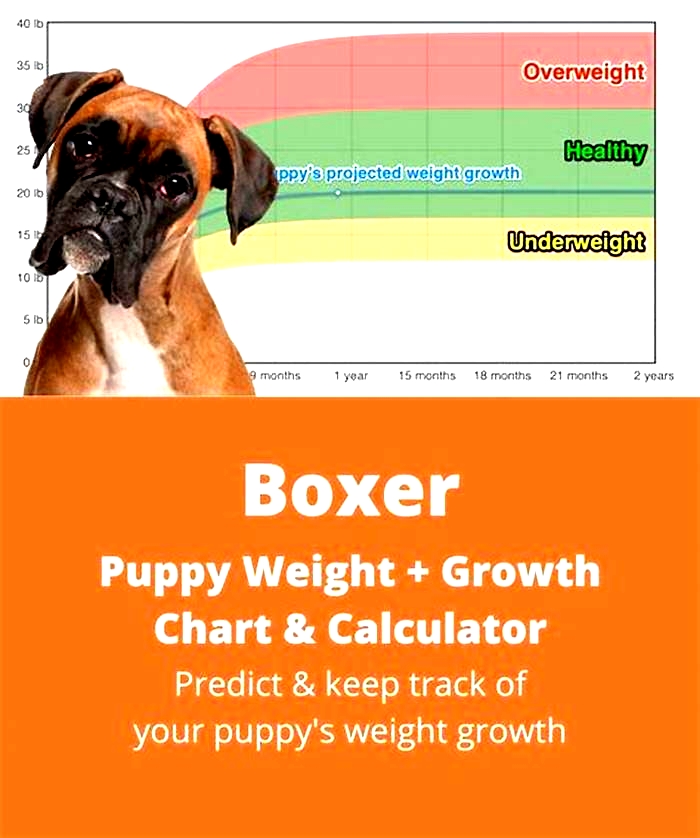 How much fat should a Boxer eat