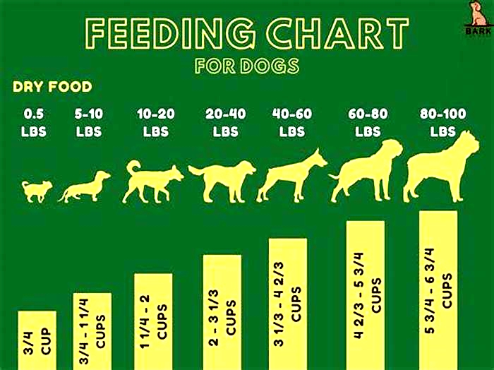 How much should I feed my dog if he is overweight