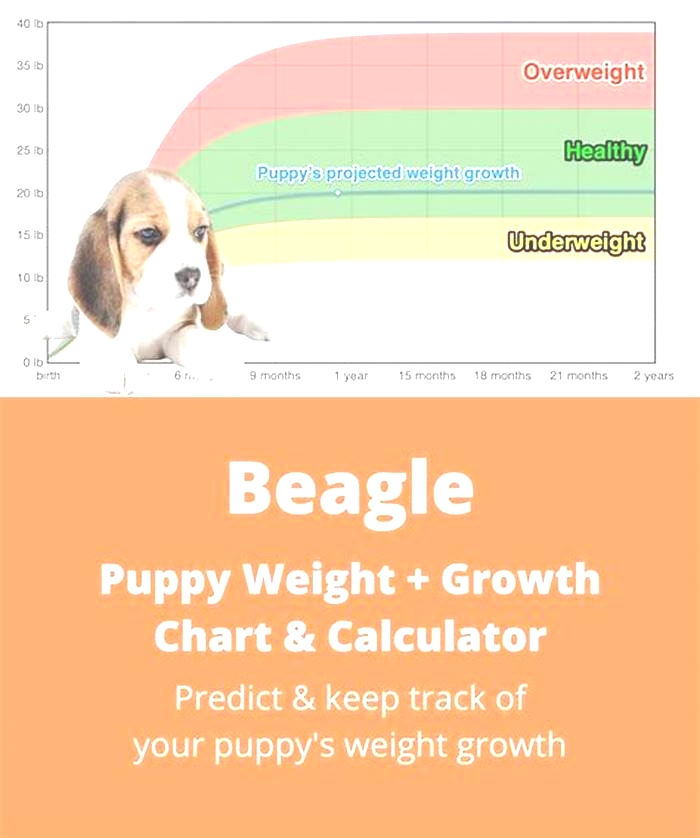 How much should a 1 year old Beagle weigh?