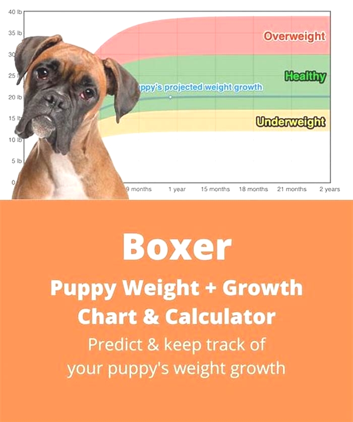 How much should a 1 year old Boxer weigh?