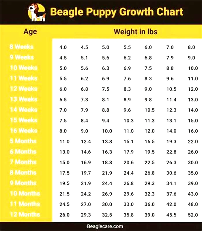 How much should a 2 year old Beagle weight in KG