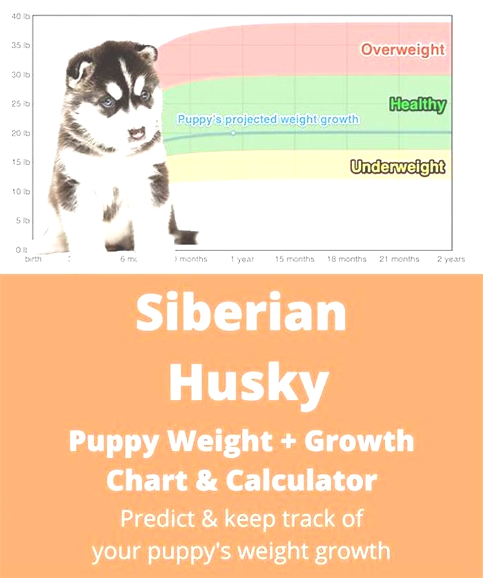 How much should a 2 year old Husky weigh?