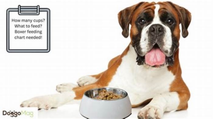 How much should a Boxer dog eat?