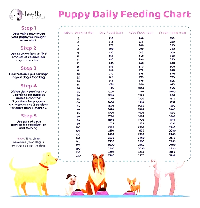 How much to feed a husky a day