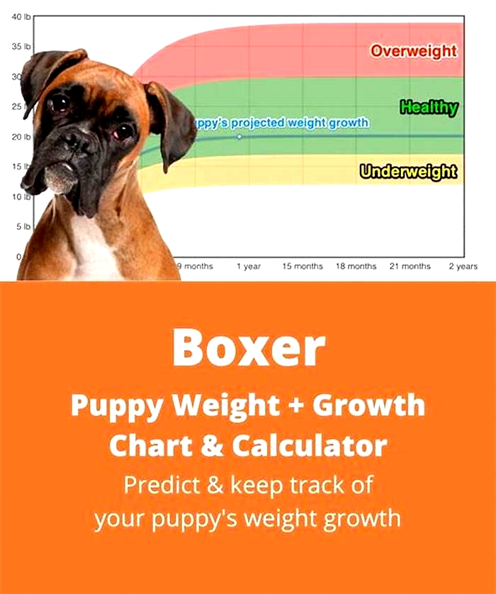 How much weight can a boxer cut in one day?