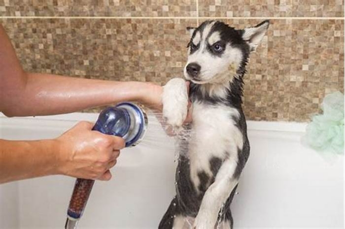 How often do huskies need a bath?