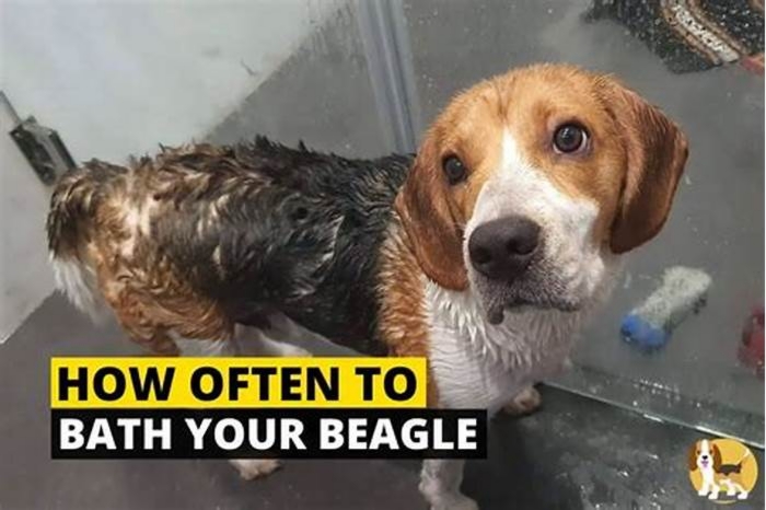 How often should I bathe Beagle