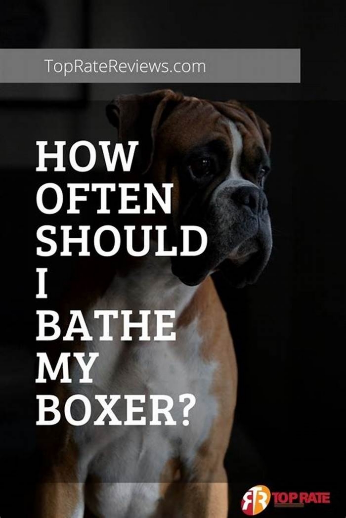 How often should I bathe a Boxer?