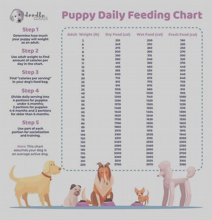 How often should I feed my husky