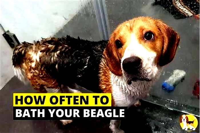 How often should you bathe a Beagle