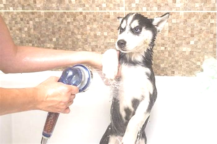 How often should you bathe a husky?