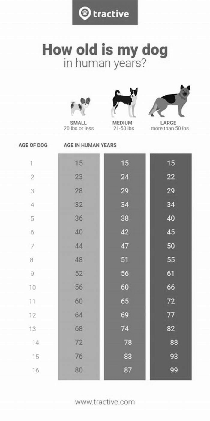 How old is a 13 year old dog in human years?