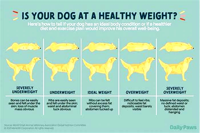 How quickly can a dog lose 1kg