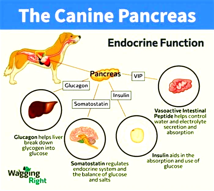 How to fatten up a dog with pancreatitis?