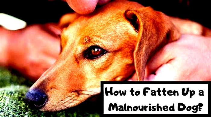 How to fatten up a malnourished dog?