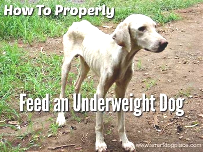 How to feed an underweight dog?