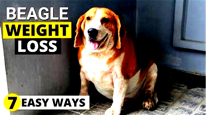 How to help an overweight beagle