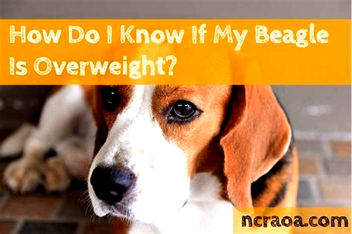 How to know if a Beagle is overweight