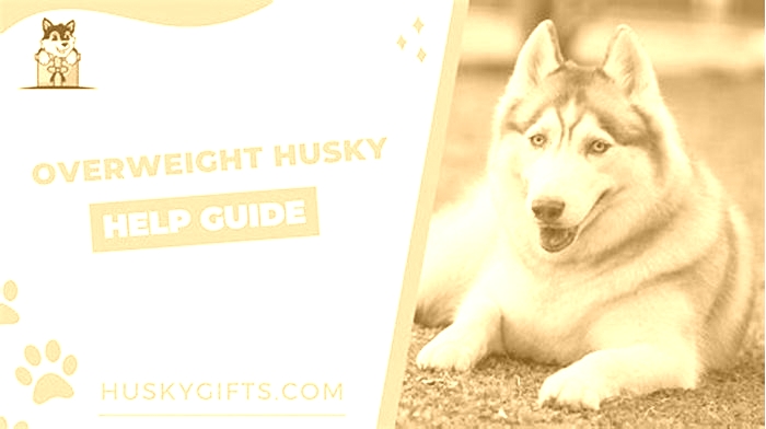 How to know if a husky is overweight