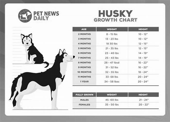 How to make husky grow bigger