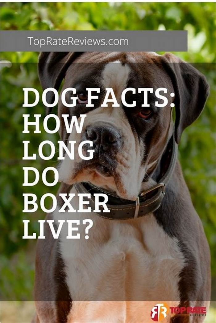 How to make your Boxer live longer