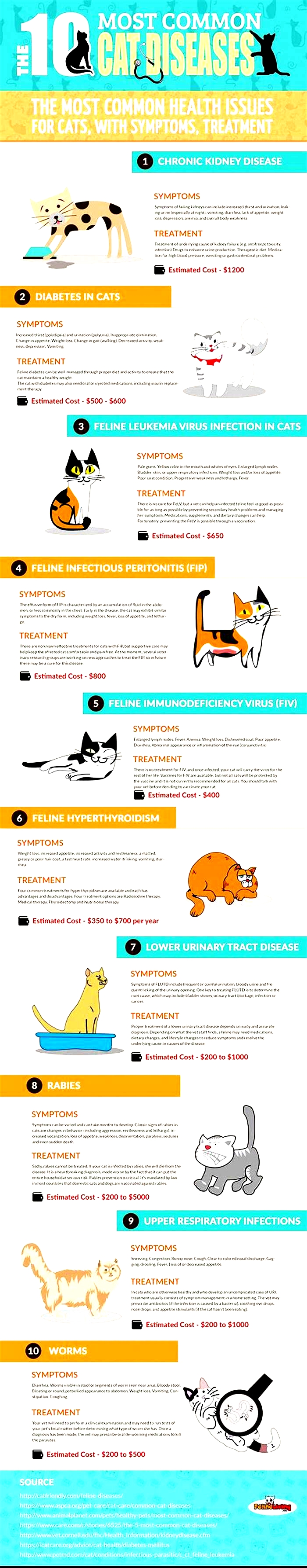 How to prevent illness in cats?