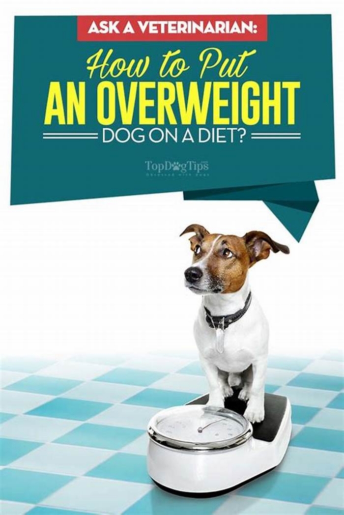 How to put an overweight dog on diet