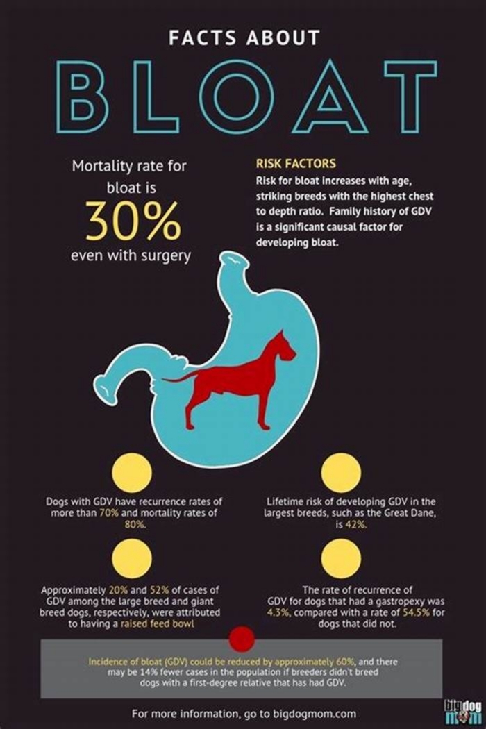 How to reduce bloating in dogs?