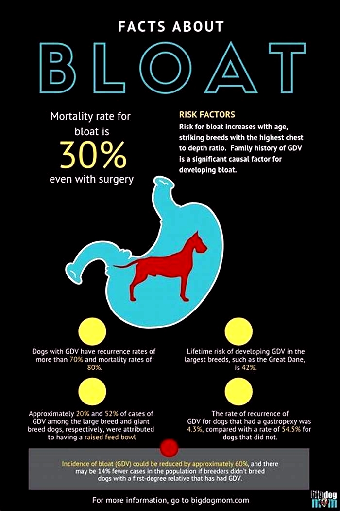 How to relieve bloat in dogs?