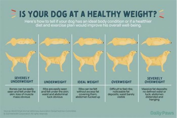 How to safely reduce dog weight?