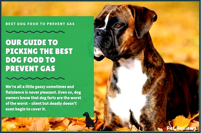 How to stop gas in boxer dogs?