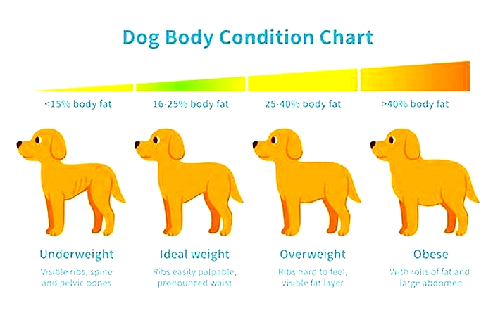 How to tell if a dog is overweight