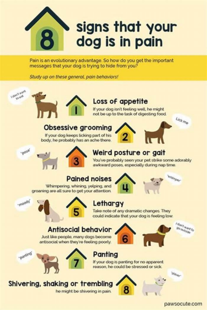 How to tell if a dog is suffering