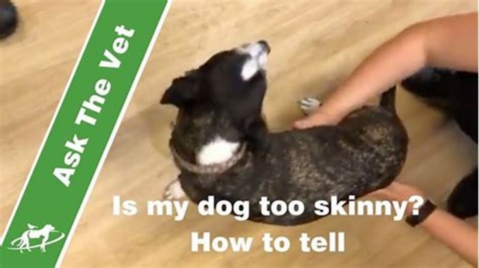 How to tell if a dog is too skinny