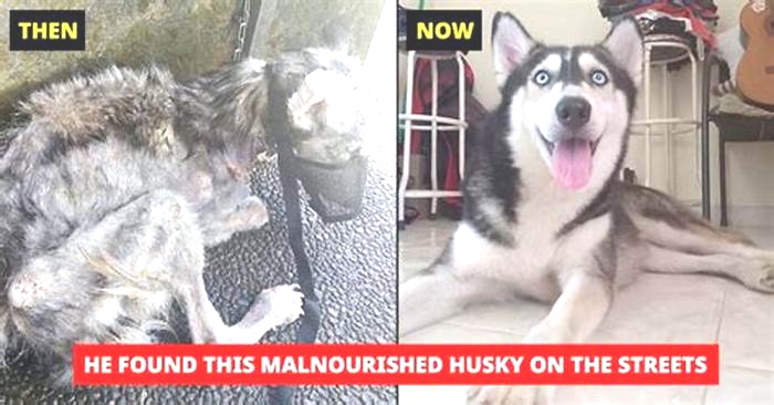 How to tell if a husky is malnourished?